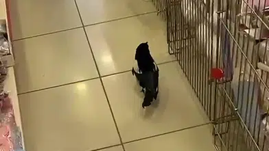 Sivas'ta Yaralı Karga İş Yerine Sığındı: Müşteri Gibi Gezdi