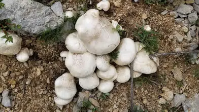 Dağların İncisi Çaşır Mantarı Pazarda: Kilosu 2 Bin TL!