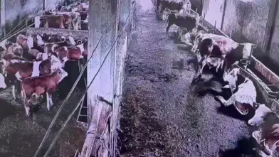 Sivas Gürün’deki Deprem İnekleri Korkuttu: O Anlar Kameraya Yansıdı