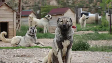 Sivas’ta Hava Değişimi Kangalları Vurdu