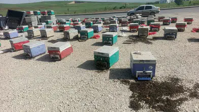Batman’da Arı Kovanları Yola Saçıldı: Binlerce Arı Telef Oldu