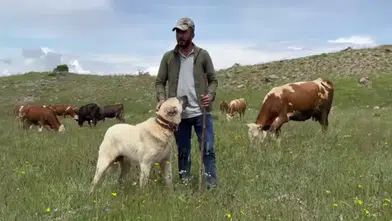 Kangal Köpeklerinden Domuz Sürüsüne Karşı Nefes Kesen Savunma: O Anlar Kamerada