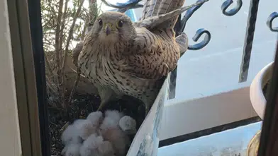 Sivas’ta Balkon Saksısı Kerkenezin Yuvası Oldu: Yavruların Büyüme Anları Kameralara Yansıdı