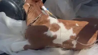 Sivas’ta Duygulandıran Görüntü: Serum Takılı Buzağı Veterinere Böyle Götürüldü