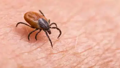 Uzmanlardan Yaz Aylarında Kene Uyarısı: Doğaya Çıkarken Tedbiri Elden Bırakmayın