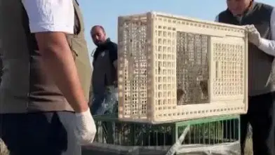 Sivas’ta Yuvadan Düşen İki Kerkenez Yavrusu Doğaya Kazandırıldı
