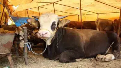 Et ve Süt Kurumu Heyeti Sivas'ta Mera ve Hayvancılık Yatırımlarını İnceledi