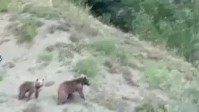 Sivas Doğanşar'da Anne Ayı ve Yavrusu Kamerada