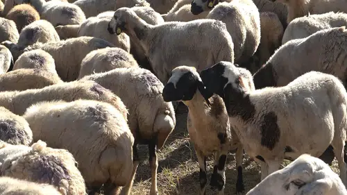 Çoban Krizi Büyüyor: 150 Bin Liraya Bile Çoban Bulunamıyor
