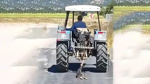 Köpeği Traktörün Arkasına Bağlayıp Sürükledi, Gözaltına Alındı