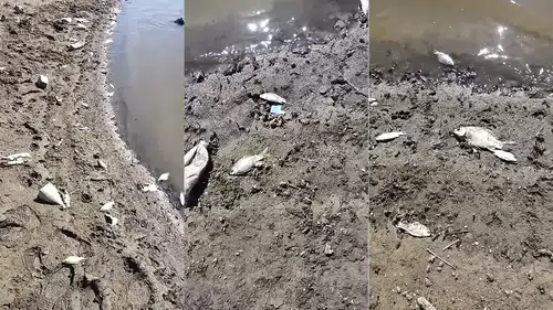 Kocasu Deresi’nde Binlerce Balık Ölü Bulundu: İnceleme Başlatıldı