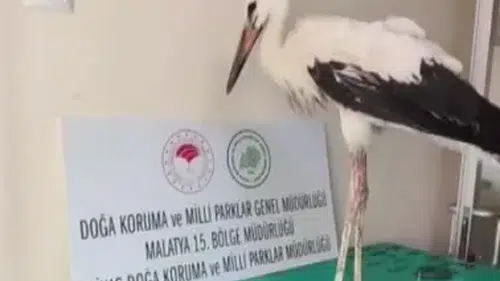 Sivas’ta Yaralı Bulunan Leylek Yeniden Özgürlüğüne Kavuştu