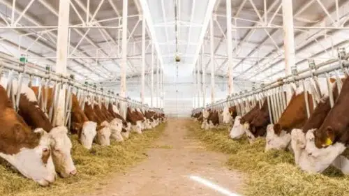 2027’de 480 Bin Baş Besilik Erkek Sığır İthal Edilecek