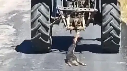 Köpeği Traktöre Bağlayıp Sürükledi! O Anlar Kamerada