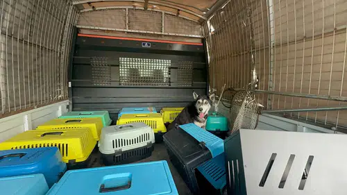 Yaşlı Kadının Evinden Bir Kamyon Çöp ve 30 Kedi Çıktı!