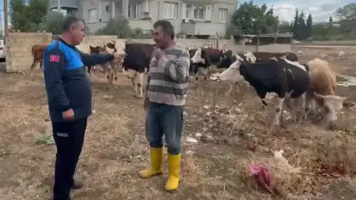 17 Büyükbaş Hayvan Ortadan Kayboldu: Sahibi Bu Detayla Bulundu