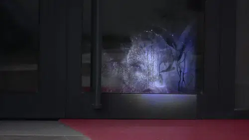 Siteyi Basan Yaban Domuzu Polisin Operasyonuyla Vuruldu