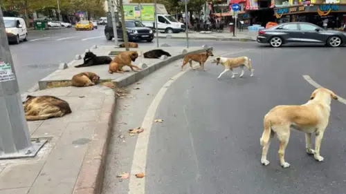 Türkiye’deki başıboş köpeklerin tamamı toplandı