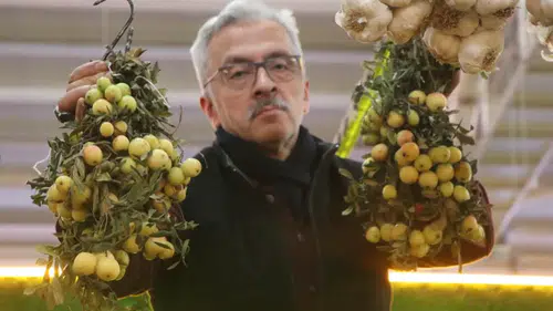 Sivas’ta Üvez Bereketi Bu Yıl Azaldı: Kilosu 200 TL’den Satılıyor