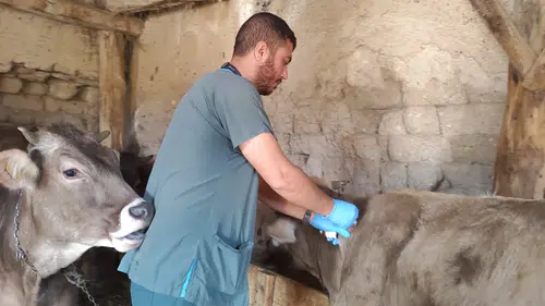 Sivas'ta 350 Bin Hayvana Şap Aşısı ve Küpeleme Hamlesi