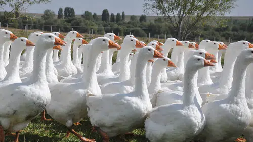 Gerçek Kars Kazı Nasıl Anlaşılır? Üreticiden Çarpıcı Uyarı