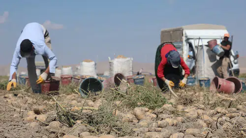 Konya Ovası'nda Yerli Patates Tohumu Devrimi Başladı