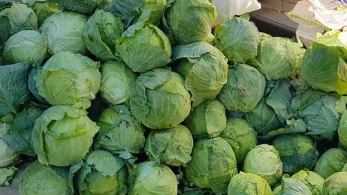 Sivas Pazarlarının Gözdesi Alucra Beyaz Lahanasında Hasat Heyecanı