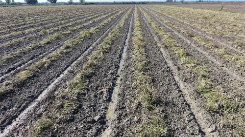 Adana'da Sağanak Hasadı Vurdu! Çiftçiler Tarlaya Giremiyor