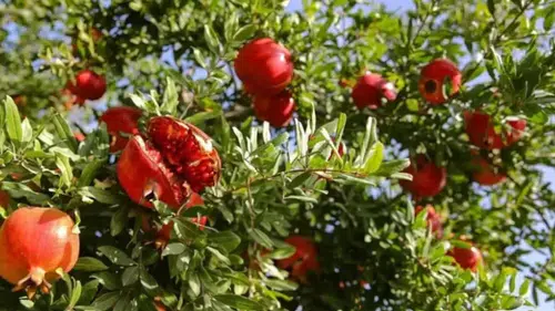 Kalp hastalarının ilacı bu meyveymiş: Yüzde 80 iyileştirdiği ortaya çıktı