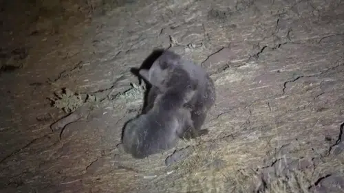 Sivas’ta Boz Ayıların Kavgası Kamerada