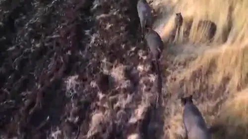 Tunceli'de Yaban Domuzu Sürüsü Çiftçileri Endişelendirdi