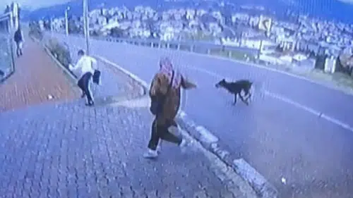 Durakta Köpek Saldırısı Dehşeti: 11 Yaşındaki Çocuk Yaralandı