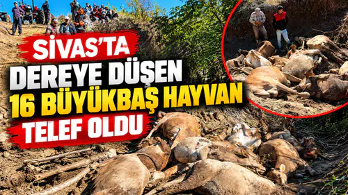 Koyulhisar’da Hayvanlar Sele Kapıldı: 16’sı Telef Oldu