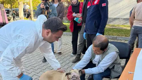 Kahramanmaraş'ta 230 Hayvana Kuduz Aşısı! 60 Hayvana Mikroçip Takıldı