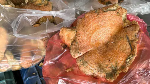 Muğla'da Sezonun İlk Çıntarı Pazarda: Kilosu 500 Lira Oldu