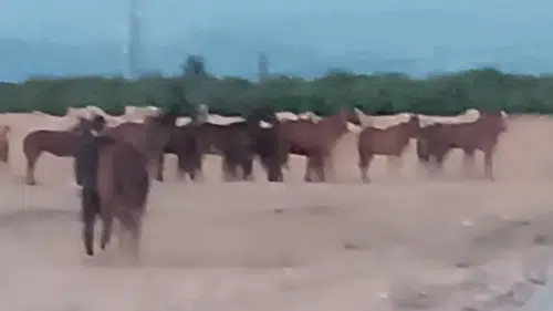 Çiftlikten Kaçan Atlar Ekipleri Alarma Geçirdi: 5 At Aranıyor!