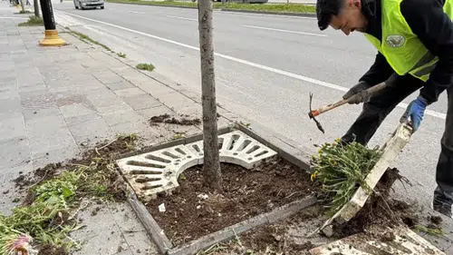 Sivas Belediyesi’nden Yeşil Alanlarda Yoğun Mesai