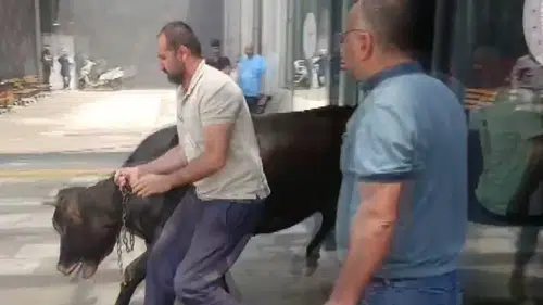 Kurbanlık Dana Acil Servise Daldı! Hastanede Panik Dolu Anlar