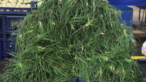 Yemlik Otu Hem Sofralara Hem Sağlığa Katkı Sunuyor