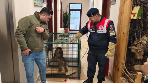 Köy Yolunda Hint Şebeği Bulundu: Ekipler Seferber Oldu