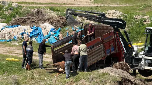 Mezbahaneden Kaçan Tosun Kovalamaca Sonunda Yakalandı