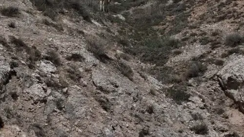 Sivas’ta Mantar Toplamaya Giden Şahıs Kayboldu!