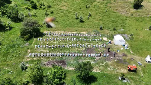 Sivas'ta Bal Üretiminde Rekor Beklentisi: Yağışlar Arıcıların Umudu Oldu