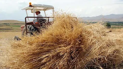 Yem fiyatlarında düşüş! Saman fiyatları yarı yarıya geriledi