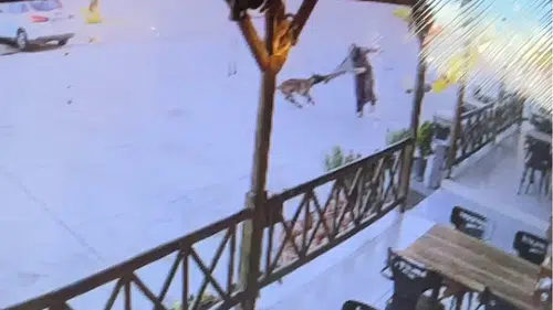 Sandalyelerle Vurdular Yine de Durduramadılar! Tesis Basan Köpek Dehşeti