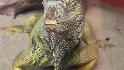 Ev Değil Egzotik Hayvanat Bahçesi! Tarantula, Savan Varanı, Akrep Ne Ararsan Var!