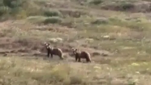 Sivas'ta Patates Tarlalarına Giren Ayı Ailesi Üreticileri Endişelendirdi