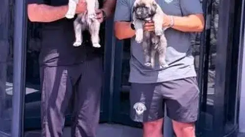 Emre Belözoğlu'na Sivas'tan Safkan Kangal Hediyesi