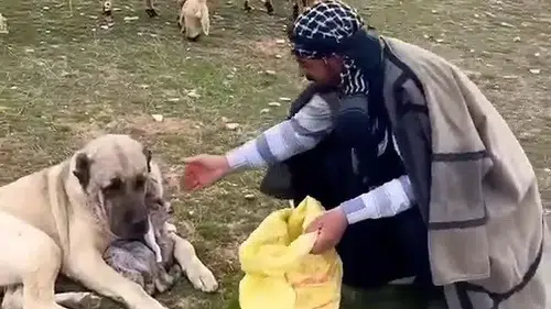 Sivas'ta Yürekleri Isıtan Anlar! Çoban Gelene Kadar Koynuna Alıp...