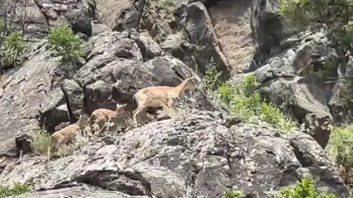 Sivas'ta Anne Dağ Keçisi ve Yavruları Kayalıklarda Görüntülendi